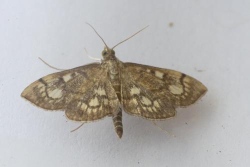 Réf. 212 106 : Anania stachydalis